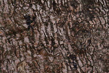 bark of a tree
