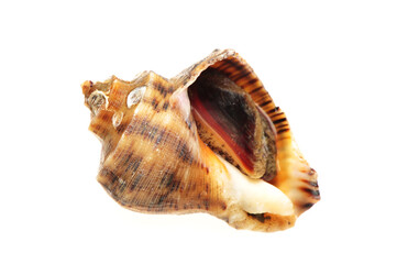 live conch on white background