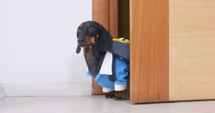 Dachshund quietly opens door and carefully looks around hiding from owner. Domestic dog wearing yellow backpack comes from school and searches owner