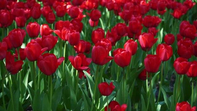 A flower bed of red tulips grows in the park. Bulb flower bud close up. Blooming spring flower in the botanical garden. Multicolored plants on the lawn. Floriculture on the field