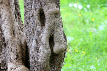 Fototapeta premium Texture of tree trunk and tree bark.