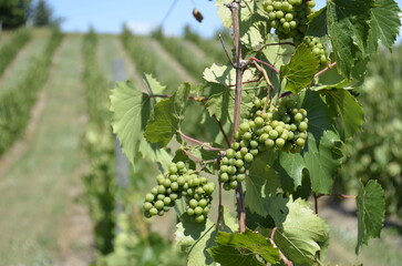 Young green grapes growing on the vine in a mature vineyard