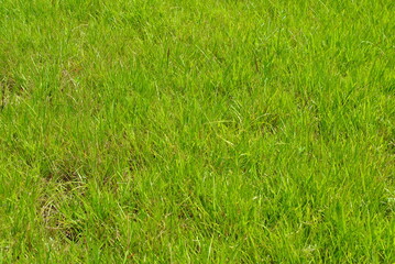 Green grass background