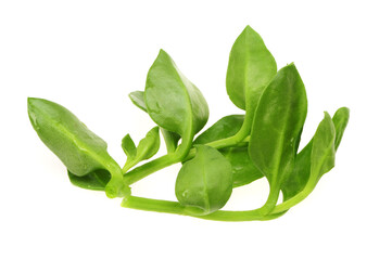 King of Bitter Herb also known as Andrographis paniculata