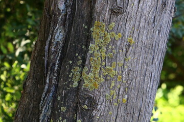 Texture of tree trunk and tree bark.