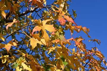 American sweetgum ( Liquidambar styraciflua ) tree autumn leaves. Altingiaceae deciduous tree.