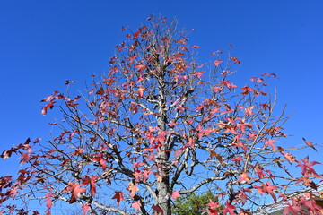 American sweetgum ( Liquidambar styraciflua ) tree autumn leaves. Altingiaceae deciduous tree.