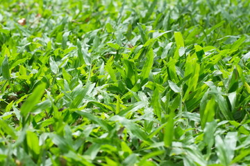 Fototapeta premium green grass background