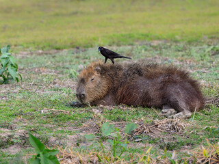 Giant Cowbird  taking ticks from capybara in the Pantanal of Mato Grosso, Brazil.