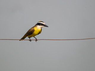 Great Kiskadee sitting on fence wire on gray background