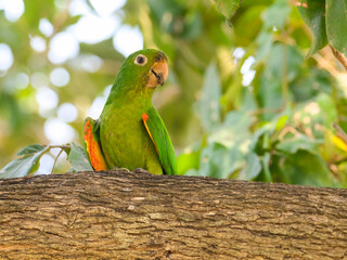  White-eyed Parakeet or white-eyed conure closeup portrait