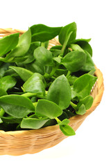 King of Bitter Herb also known as Andrographis paniculata