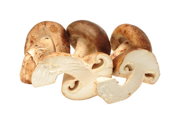 Shiitake mushroom on the White background 