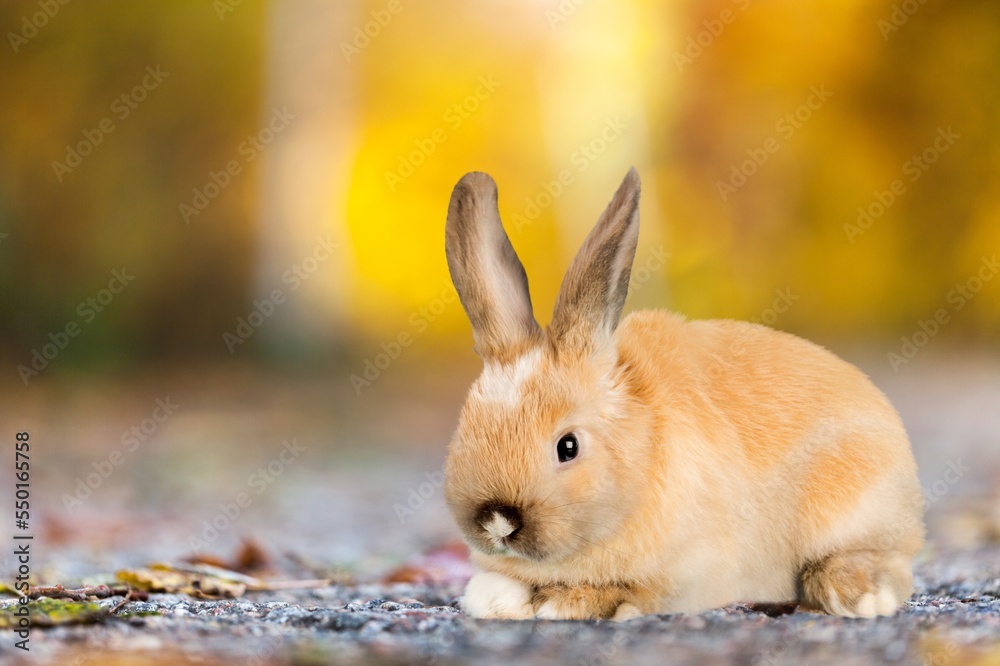 Sticker Bunny or cute rabbit on road, Easter holiday concept.