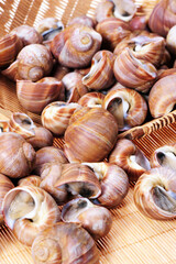 live conch background.