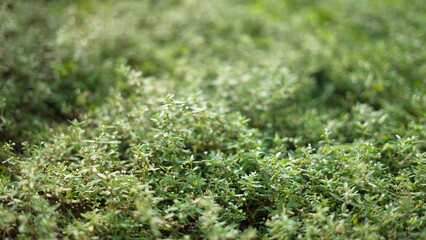 green moss on the ground