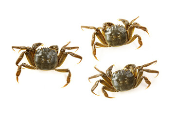crab isolated on white