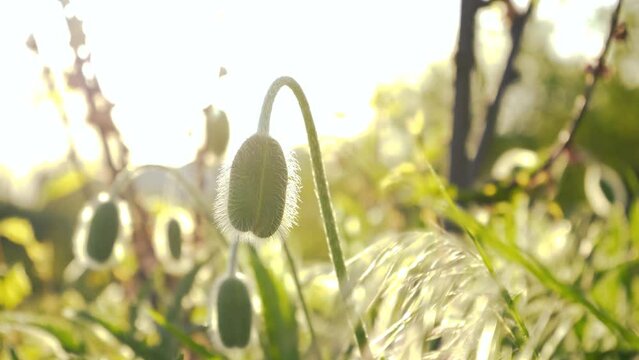 Unripe green poppies heads. Papaver flowers close up. Cultivation of forbidden plants in the garden. Natural drug