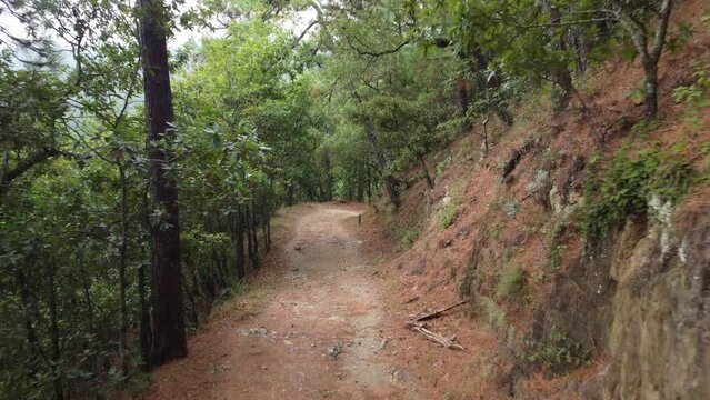 Pathway in a forest of trees without sun and without people