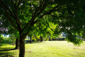 緑のきれいな公園で休暇を楽しみ、気分をリフレッシュ