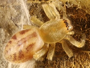 Super-macro dorsal view of Jumping Spider (Salticidae) in gum leaf nest, Australia