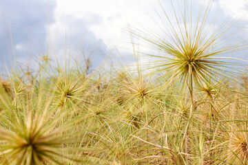 Fototapeta na wymiar dandelion in the grass