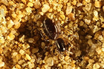 Super-macro dorsal view of an Ant Spider (Zodariidae) on sand, South Australia
