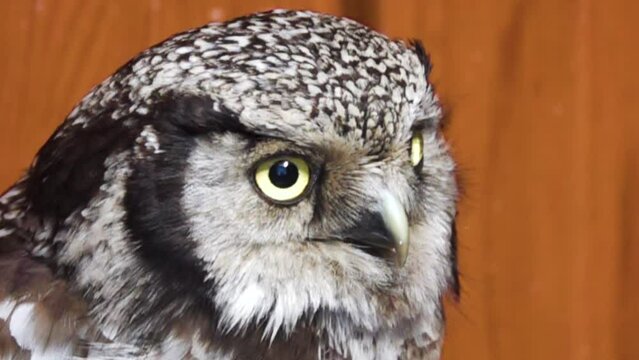 Owl turns head suddenly and abruptly. Boreal owl (Aegolius funereus). Super slow motion 1000 fps