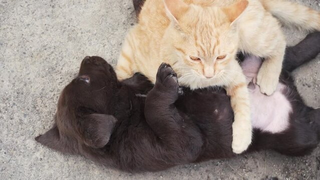 A Young Ginger Kitten And A Brown Labrador Puppy Are Playing On The Ground Outdoors. Cat And Dog Are Friends