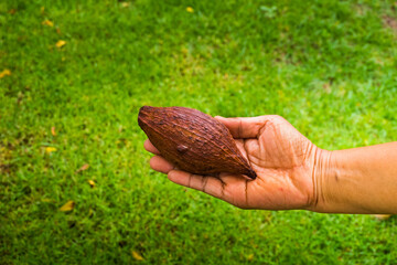 Farmer's hand holding cacao chocolate fruit at farm,Theobroma cacao.