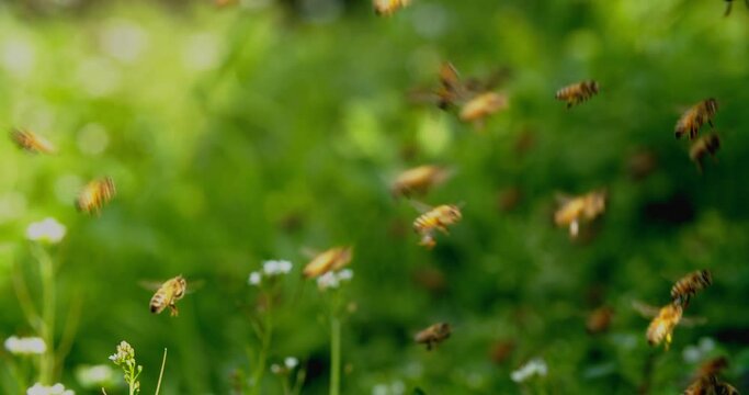 Beautiful insect slow motion clip swarm of honey bees flying in spring field sunshine