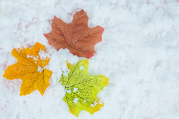Up of fallen maple leaves on the snow.