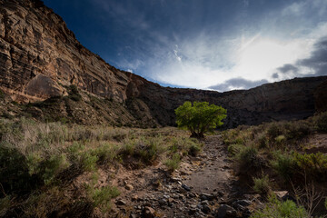 Afternoon in a Dry Wash