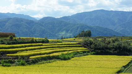 Obraz premium The harvesting yellow rice field view located in the valley among the mountains with the cloudy sky as background