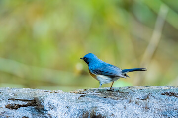 The Indochinese Blue Flycatcher on a branch