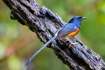 The White-rumped Shama on a branch
