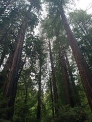 Fototapeta premium Sequoias, San Francisco
