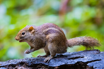 A chipmunk in nature