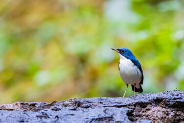 The Siberian blue robin in nature
