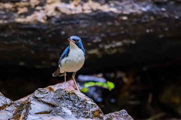 The Siberian blue robin in nature