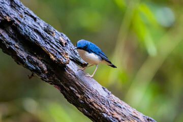 The Siberian blue robin in nature