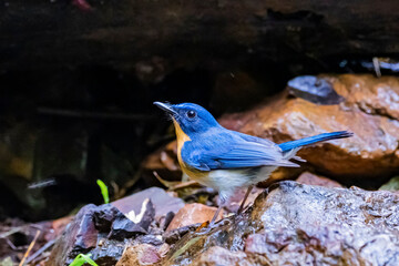 The Indochinese Blue Flycatcher on a branch