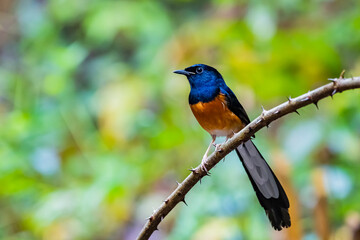 The White-rumped Shama on a branch