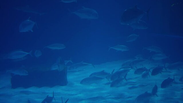 Group of fish swimming among a giant tank in an aquarium.