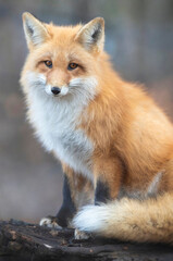 Adult red fox (vixen, female) in her full winter coat