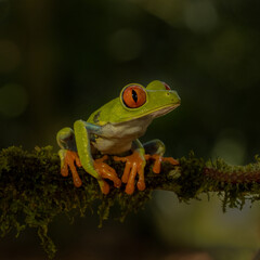 Agalychnis callidryas, red-eyed tree frog in Costa Rica