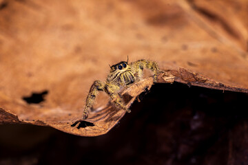 Spider on dry leaf. zebra jumping spider. Thailand.