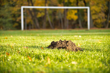 Molehill or mole mounds on football field