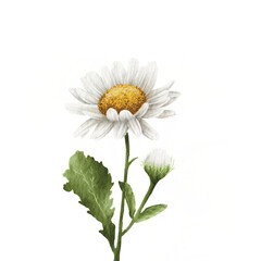 Cute Daisy Watercolor