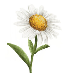 Cute Daisy Watercolor